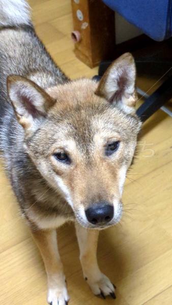 迷子犬の画像