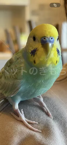 迷子鳥の画像