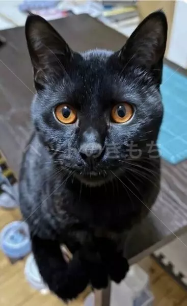 迷子猫の画像
