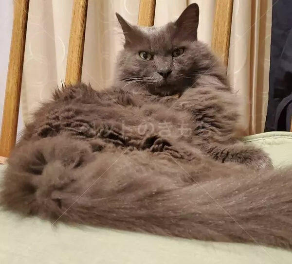 コメントの画像