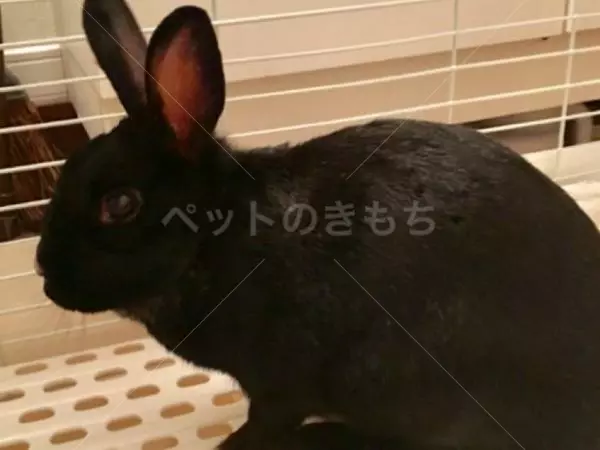 迷子ペットの画像