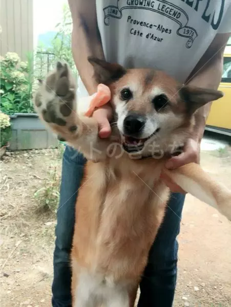 迷子犬の画像
