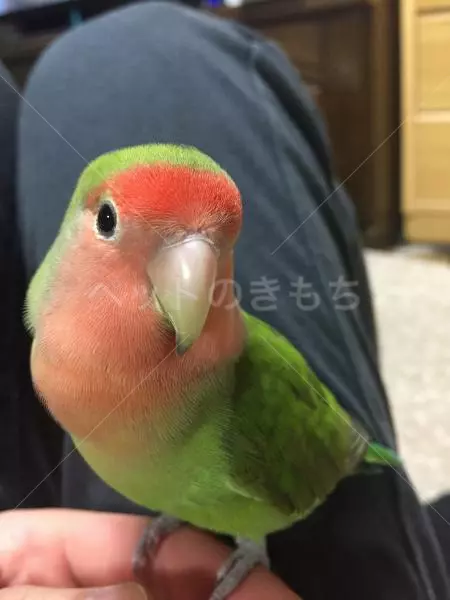 迷子鳥の画像