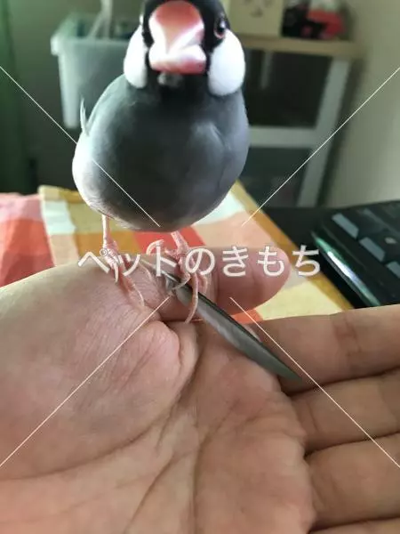 コメント投稿の画像