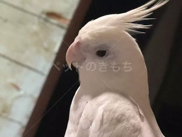 迷子鳥の画像