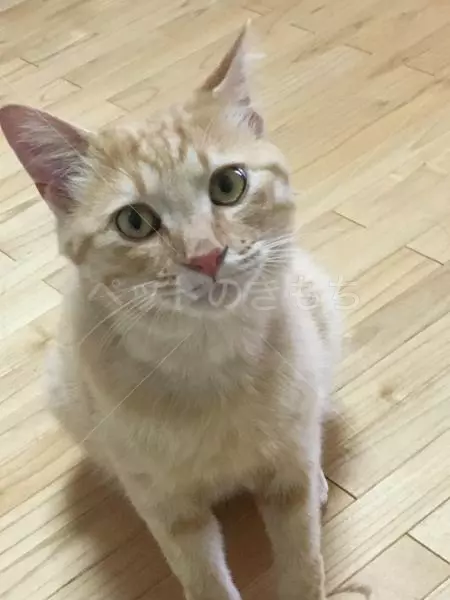 迷子猫の画像