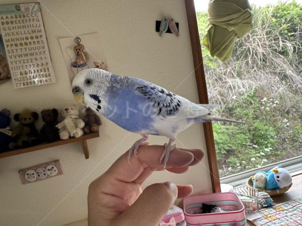 迷子鳥の画像