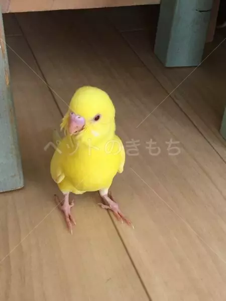 迷子鳥の画像