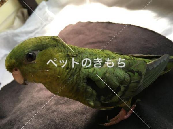 迷子鳥の画像