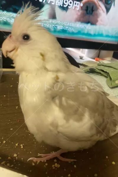 迷子鳥の画像