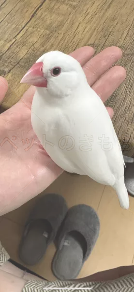 迷子鳥の画像