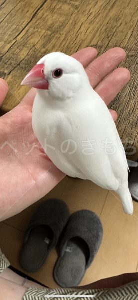 迷子鳥の画像