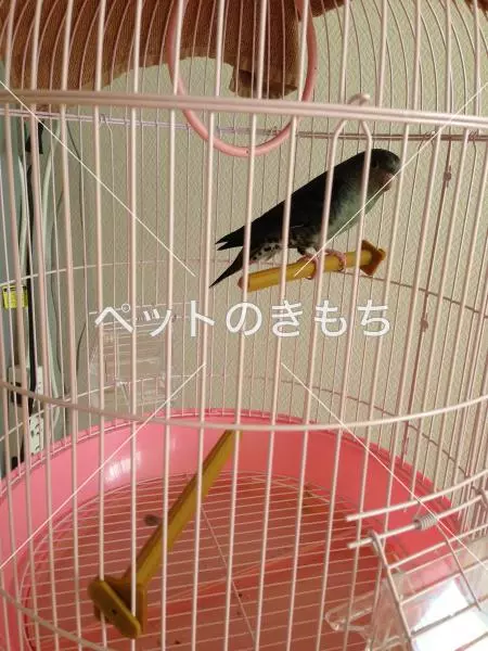 保護鳥の画像
