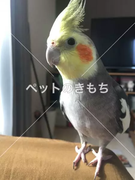迷子鳥の画像