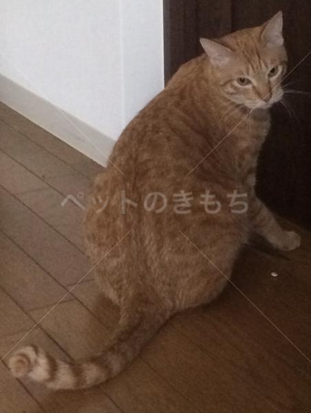 町田 トラ 首輪 トップ 猫 ピンク