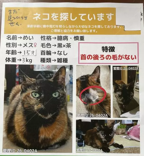 迷子猫の画像