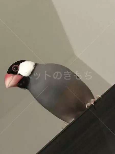 迷子鳥の画像