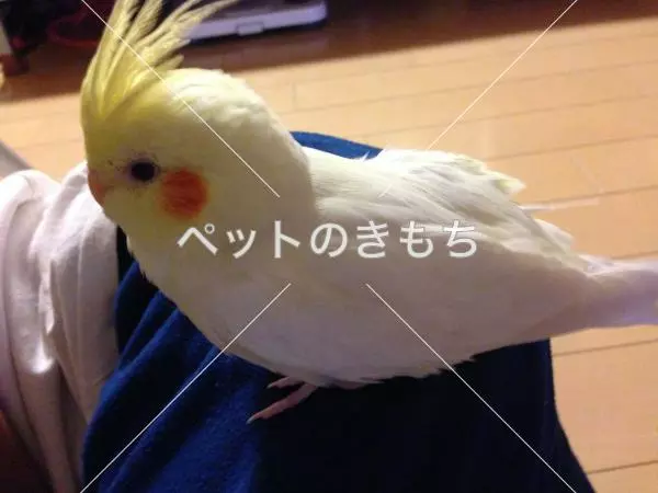 迷子鳥の画像