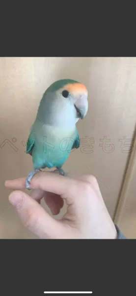迷子鳥の画像