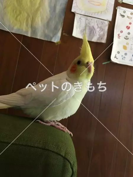 迷子鳥の画像