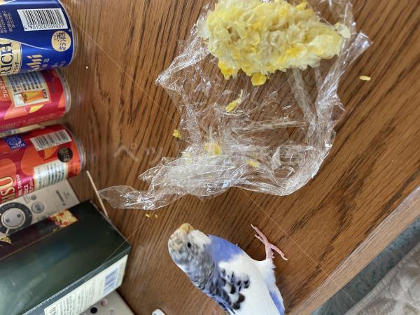 迷子鳥の画像