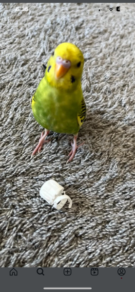 迷子鳥の画像