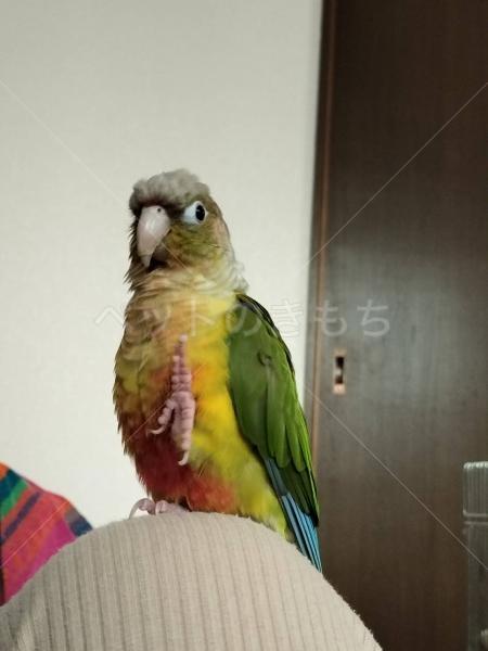 迷子鳥の画像