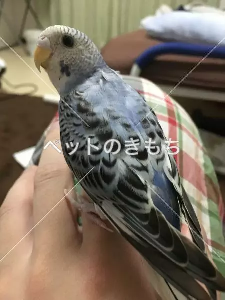 迷子鳥の画像