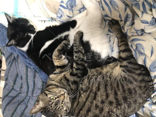 迷子猫の画像