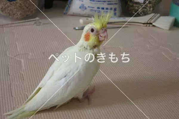 迷子鳥の画像