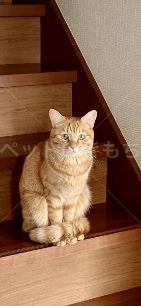 迷子猫の画像
