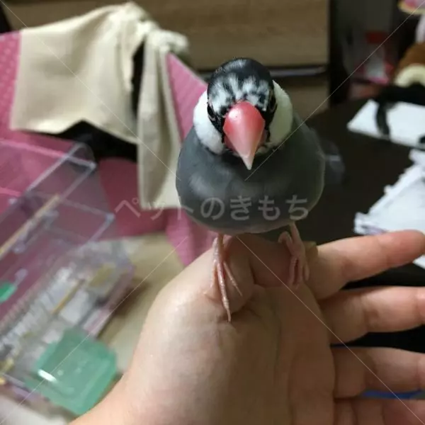 迷子鳥の画像