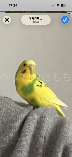 迷子鳥の画像