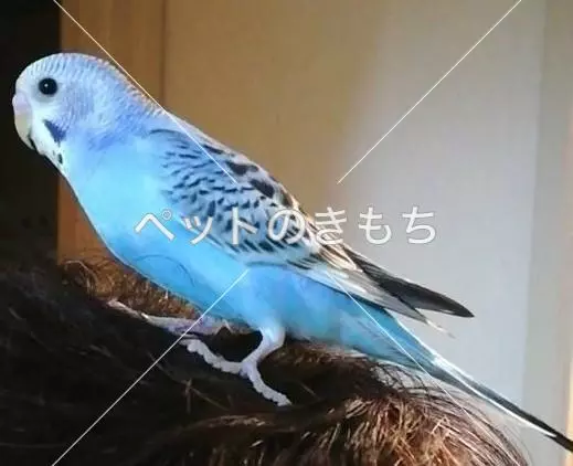 迷子鳥の画像