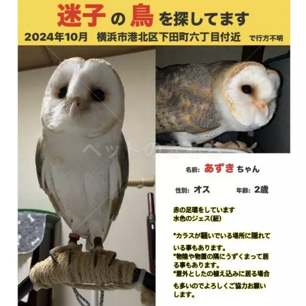 迷子鳥の画像