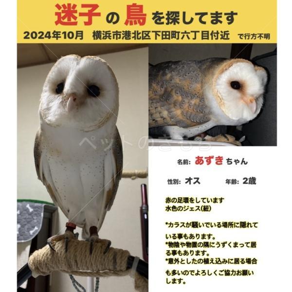 迷子鳥の画像