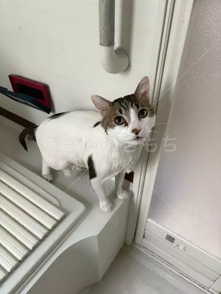 迷子猫の画像