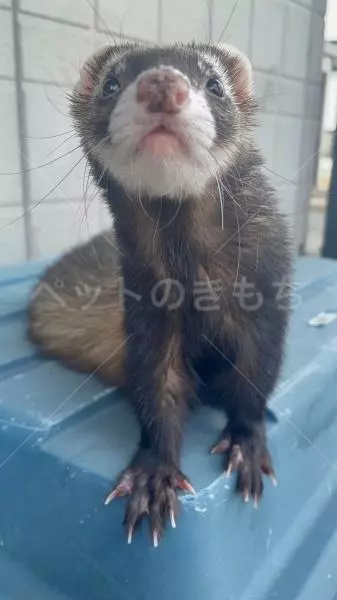 迷子ペットの画像