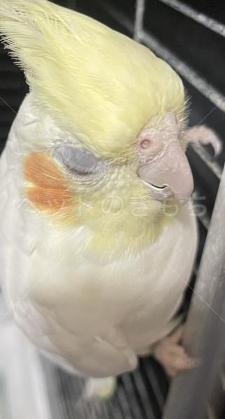 迷子鳥の画像