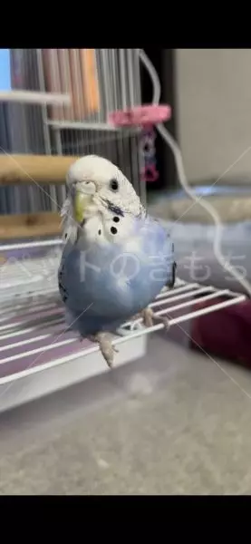 コメントの画像