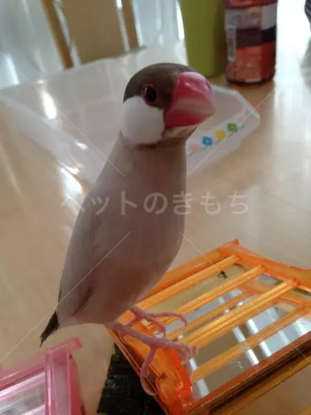 迷子鳥の画像