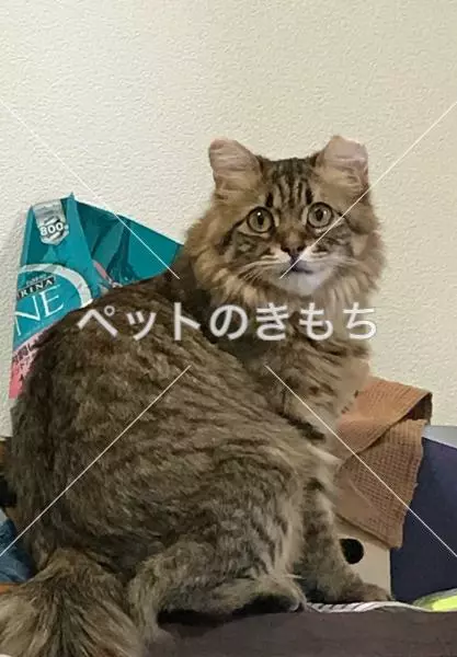 迷子猫の画像