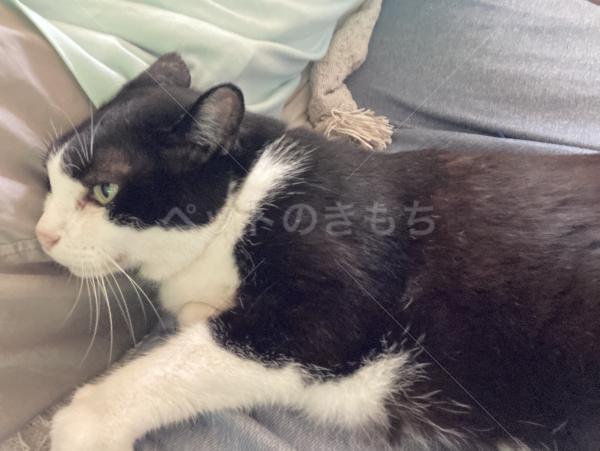 迷子猫の画像