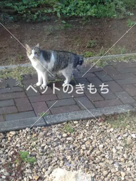 迷子猫の画像