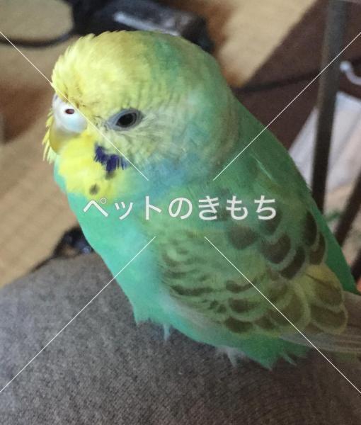 迷子鳥の画像