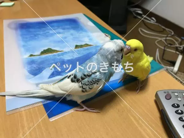迷子鳥の画像