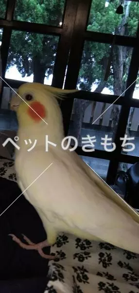 迷子鳥の画像