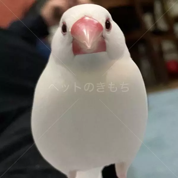 迷子鳥の画像