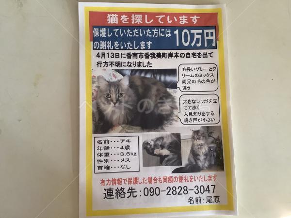 迷子猫の画像