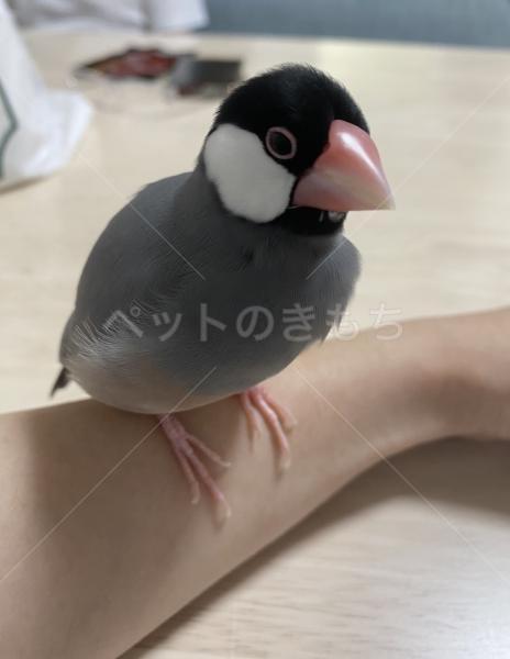 迷子鳥の画像